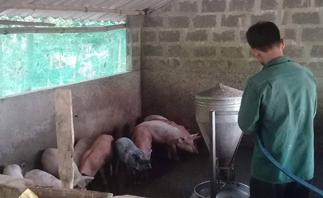 Lệ Thủy: Giá lợn tăng, người chăn nuôi nuối tiếc