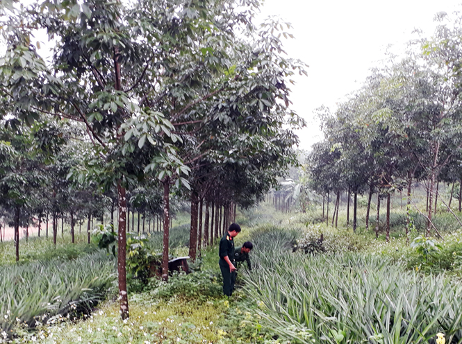 Chương trình Giảm phát thải vùng Bắc Trung bộ:  Thúc đẩy ứng phó biến đổi khí hậu