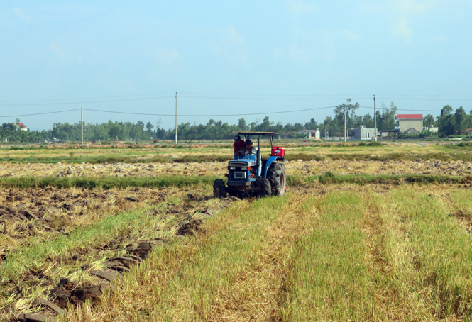 Nông dân Quảng Hưng làm ruộng một thửa