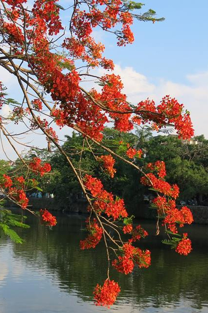 Lắng nghe hè về