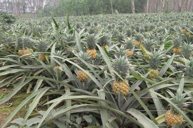 Thử nghiệm trồng giống dứa Queen thương phẩm