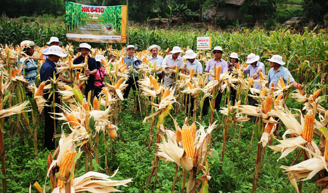 Thử nghiệm và giới thiệu 2 giống ngô lai
