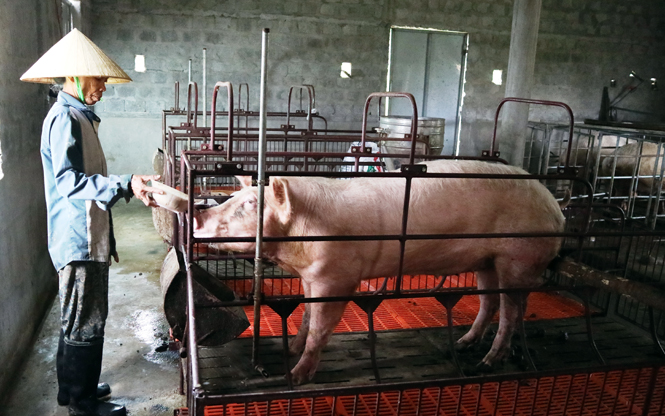 Tập trung hỗ trợ người dân vùng biển phát triển kinh tế