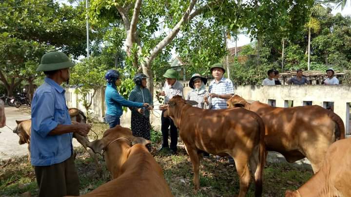 Trao bò giống sinh sản cho hộ nghèo
