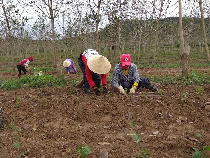 Bố Trạch: Đẩy mạnh chuyển giao khoa học công nghệ cho nông dân