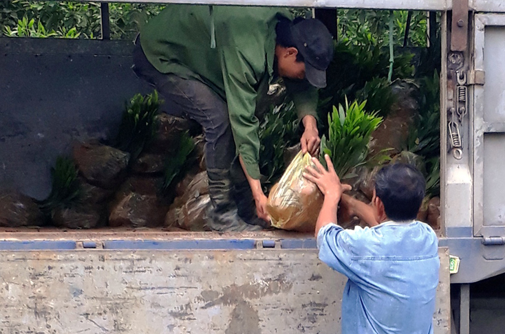 Phát triển rừng trồng gỗ lớn bằng giống keo lai nuôi cấy mô