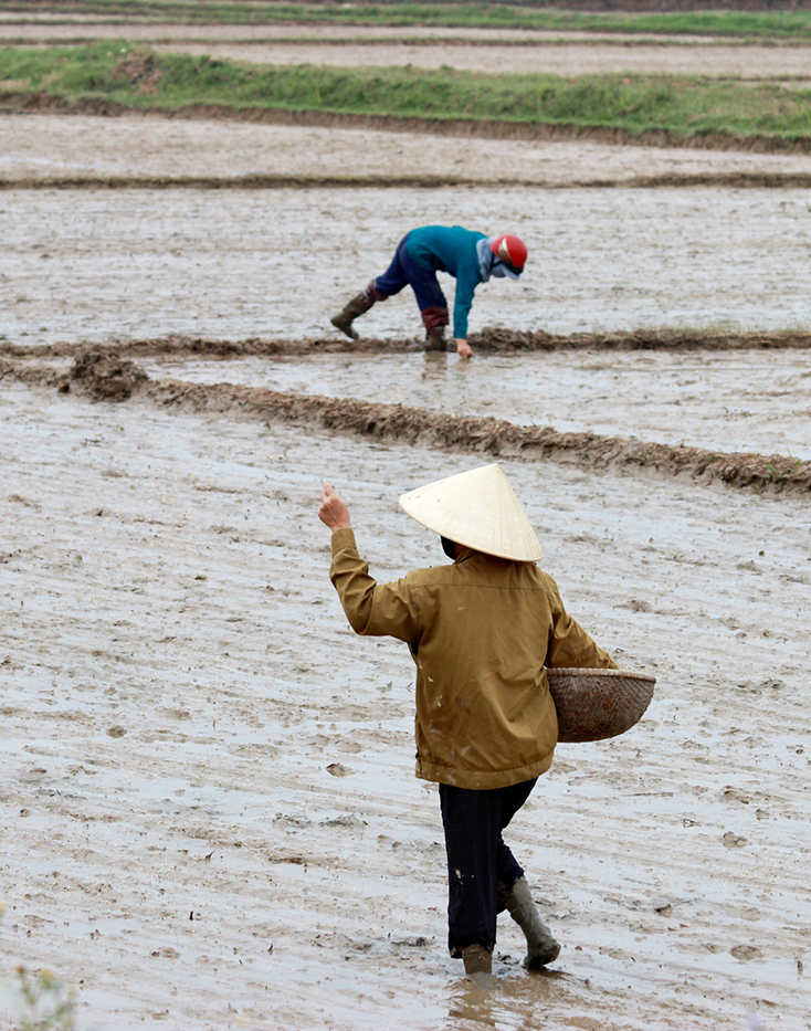 Mẹ ơi
