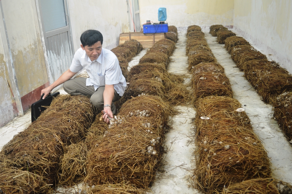 Triển vọng từ giống nấm rơm trên cơ chất rơm rạ