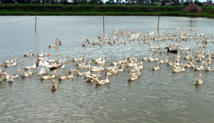 Xã Quảng Hưng: Phấn đấu cán đích nông thôn mới trong năm 2019