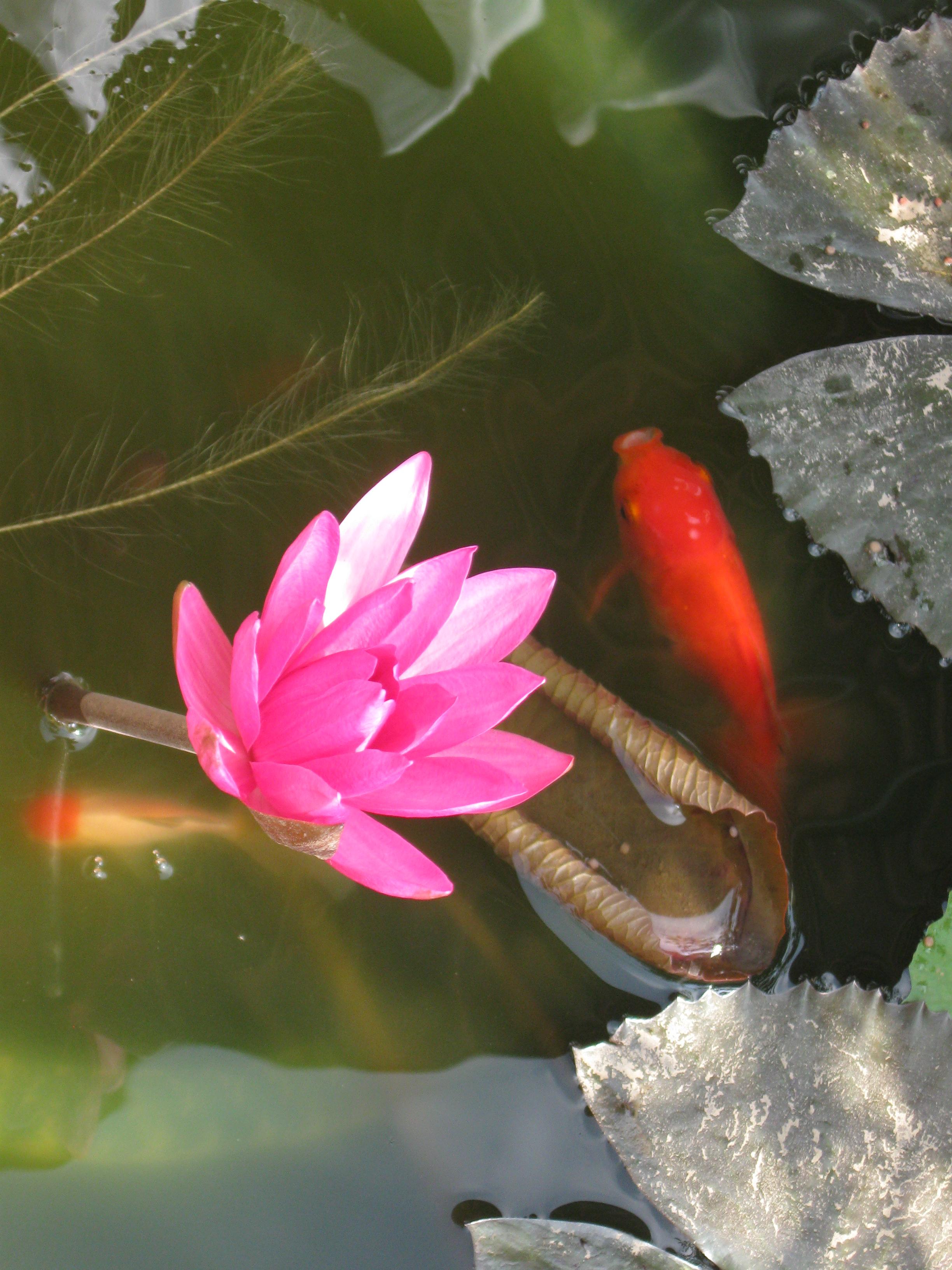 Bình lặng