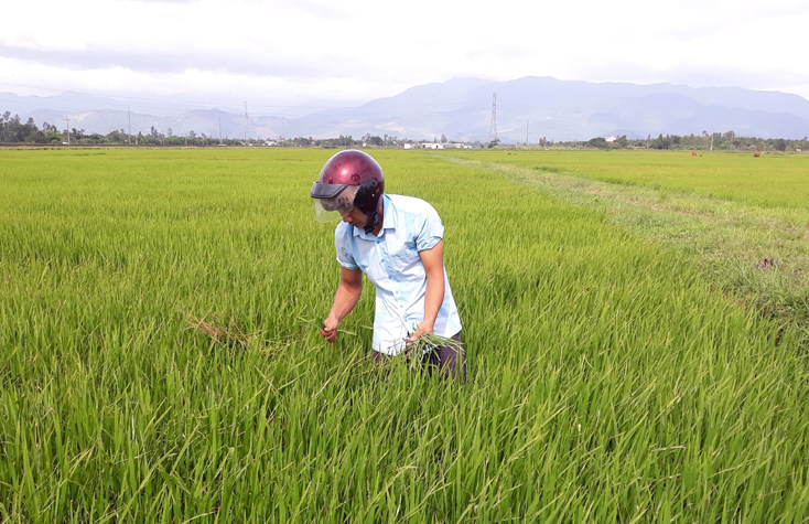 Bố Trạch:  Tăng cường phòng trừ rầy lưng trắng và sâu cuốn lá nhỏ hại lúa hè-thu