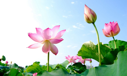Hình tượng hoa sen trong văn hóa Việt