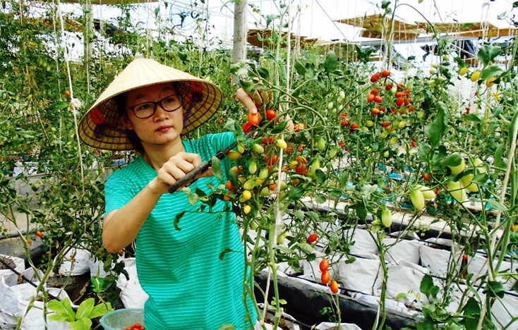 Nông nghiệp công nghệ cao thích ứng với biến đổi khí hậu