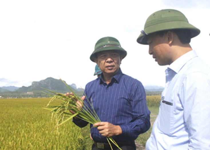 Nhân rộng các mô hình sản xuất có hiệu quả kinh tế cao