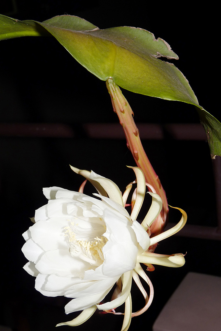 Ta đong nỗi nhớ mây trôi