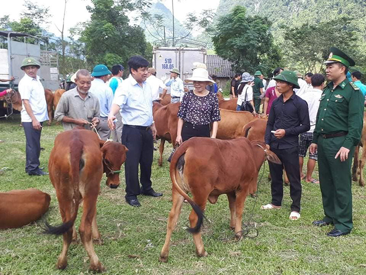Trao bò giống cho các hộ dân đồng bào Rục