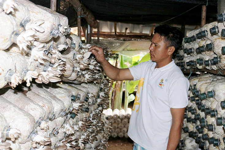 Thu tiền triệu mỗi ngày từ trồng nấm