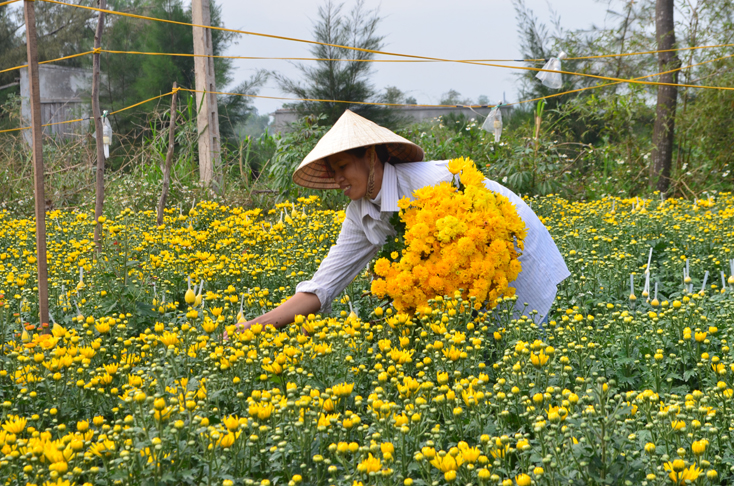 Bố Trạch: Hỗ trợ thực hiện mô hình trồng thâm canh hoa