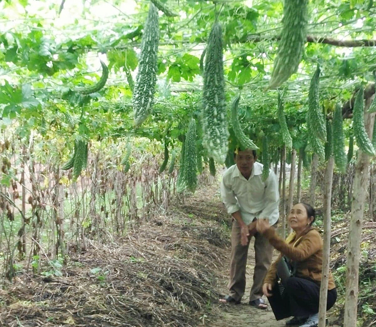 Nông dân Gia Ninh nỗ lực thoát nghèo