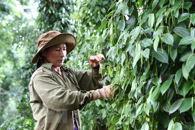 Dự thảo Luật Trồng trọt: Băn khoăn về thương mại sản phẩm cây trồng