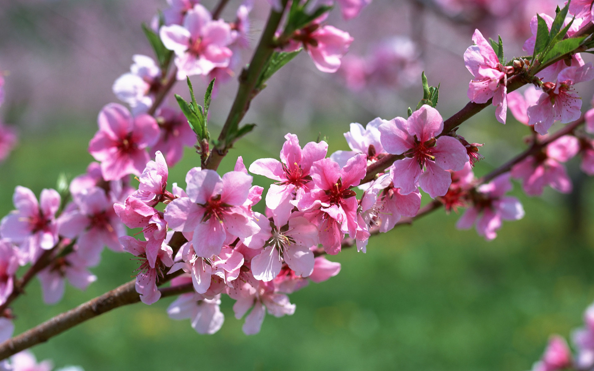 Mời gửi bài, ảnh cho Báo Quảng Bình số Tết Kỷ Hợi 2019