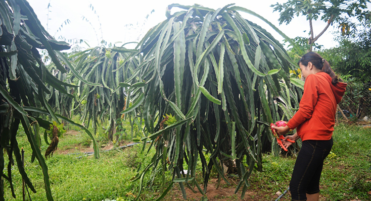 Hướng tới xây dựng thương hiệu thanh long ruột đỏ Vạn Ninh