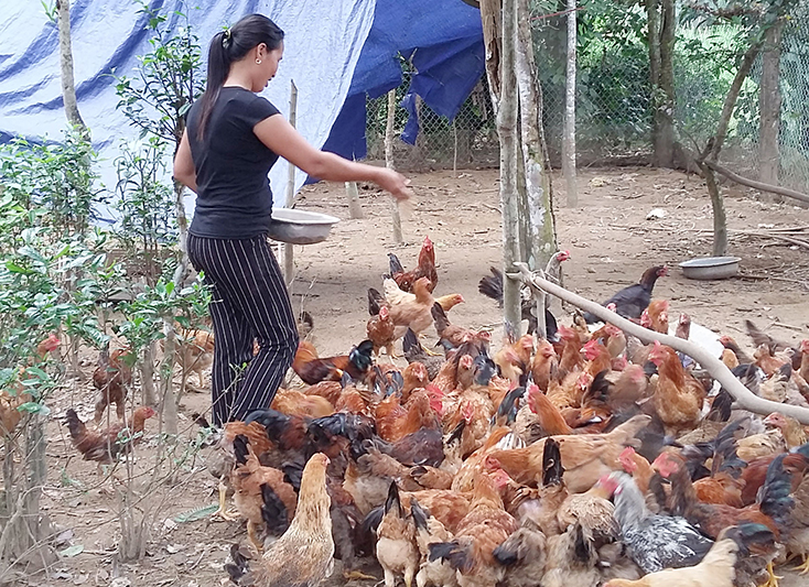 Bố Trạch: Khuyến khích xây dựng các chuỗi liên kết sản xuất trong chăn nuôi