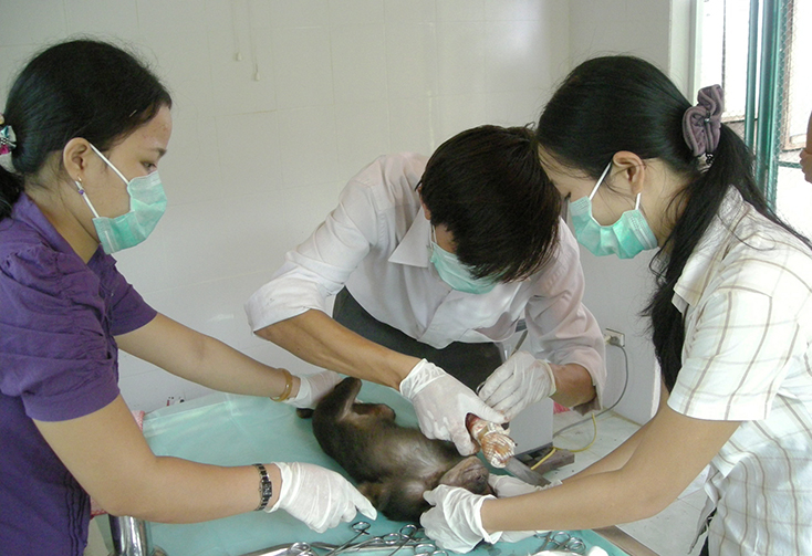VQG Phong Nha-Kẻ Bàng:  Bảo tồn đa dạng sinh học, phát triển bền vững hệ sinh thái