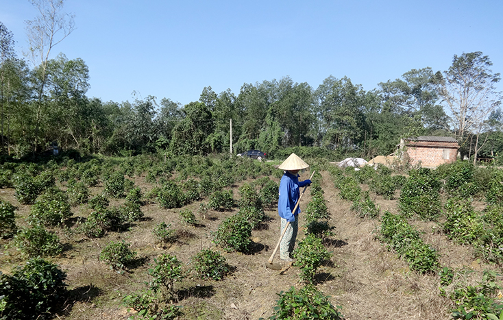 Những đồi chè, bao giờ trở lại?