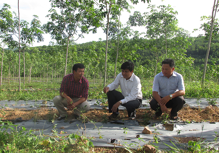 Hội Nông dân tỉnh:  Tăng cường công tác kiểm tra, giám sát