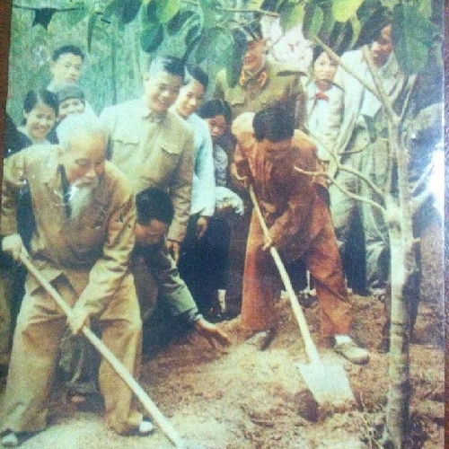 Nhớ Tết trồng cây của Bác Hồ