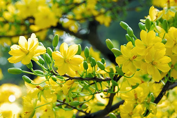 Xã luận: Xuân của niềm tin và hy vọng