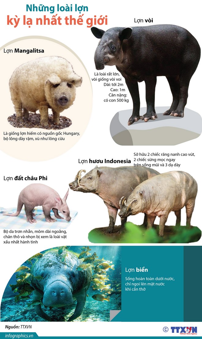[Infographics] Những loài lợn kỳ lạ nhất trên thế giới