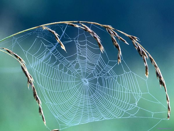 Tơ nhện mỏng manh nhưng đủ mạnh để dừng cả đoàn tàu đang chạy