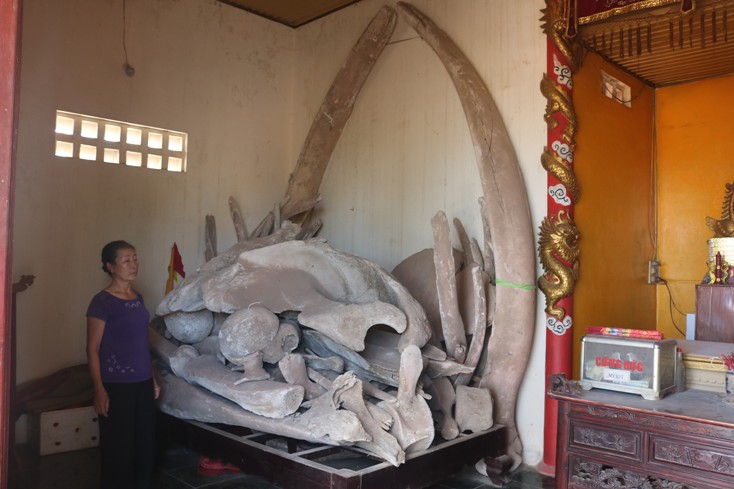 Cần thêm không gian để trưng bày, phục dựng các bộ xương cá voi ở Cảnh Dương