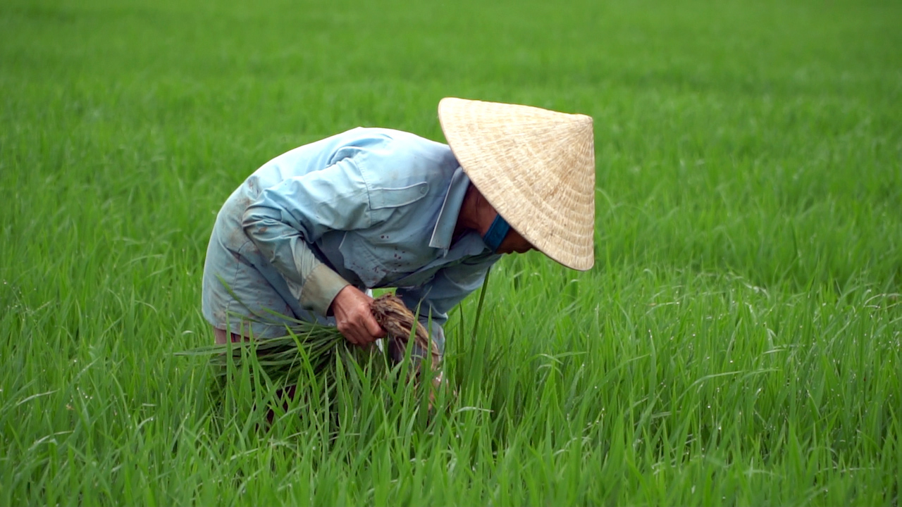 Chủ động phòng, trừ sâu bệnh hại cây trồng vụ đông-xuân