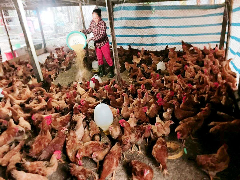 Hơn 18.800 hộ nghèo được các cấp Hội Phụ nữ hỗ trợ, giúp đỡ