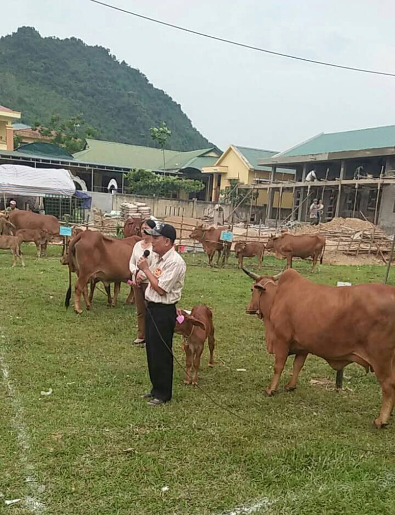 Tuyên Hóa: Nông dân xã Đồng Hóa thi chăn nuôi bò lai giỏi