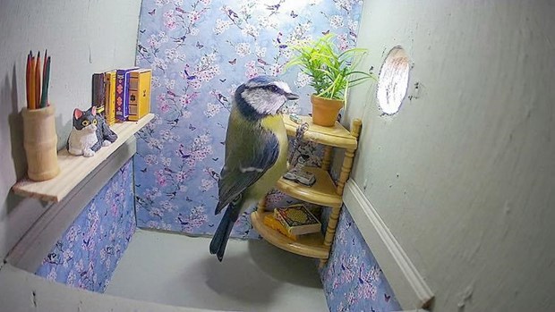 Kinh ngạc căn phòng khách hiện đại của chú chim sẻ ngô xanh