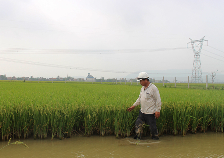 "Vua lúa" Nguyễn Thanh Hương