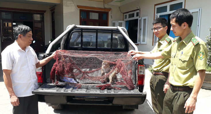 Tuyên Hóa: Người dân giao nộp hai cá thể khỉ
