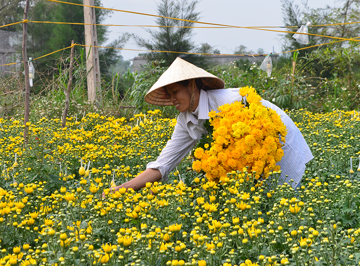 Làng lúa, làng hoa...