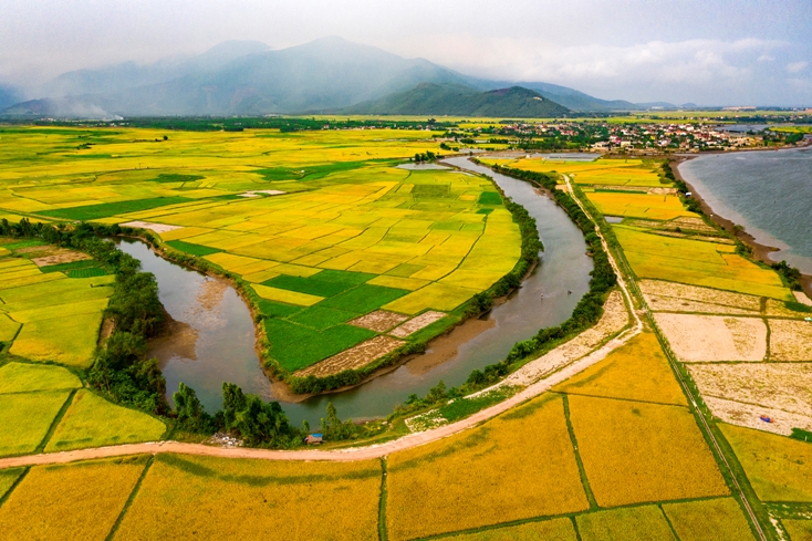 Cánh đồng vàng