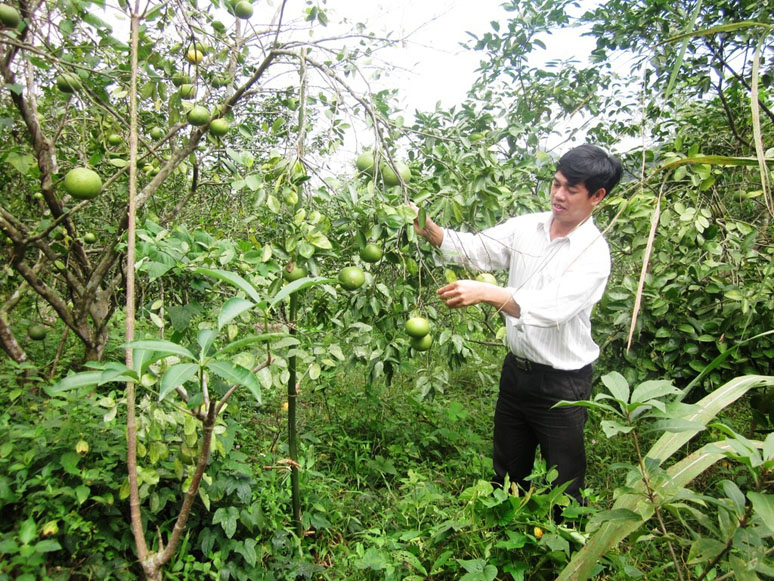 Thử nghiệm trồng cây chà là trên đất cát ven biển và phát triển giống cam voi bản địa ở Tuyên Hóa