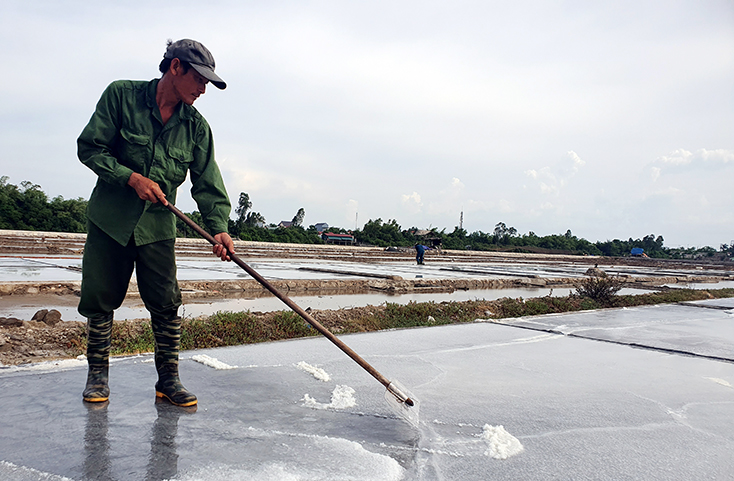Nhọc nhằn hạt muối Phú Lộc…