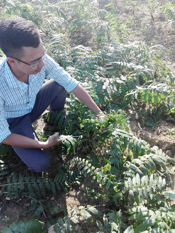 Trồng thử nghiệm rau rừng ở xã Nghĩa Ninh