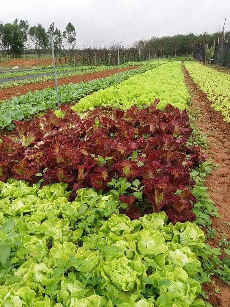 Nhiều mô hình ứng dụng KH-CN có thể nhân rộng ra thực tiễn
