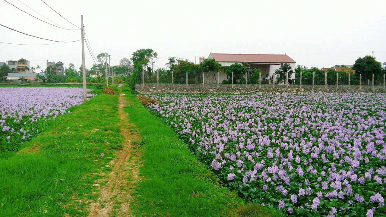 Về quê