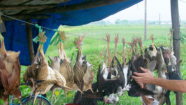 Chiêu "độc" tận diệt chim trời