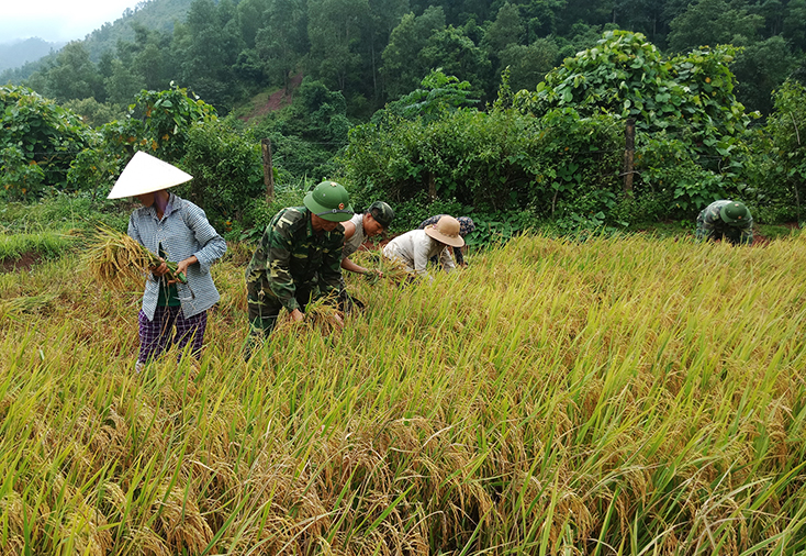 Ka Ai mùa lúa về